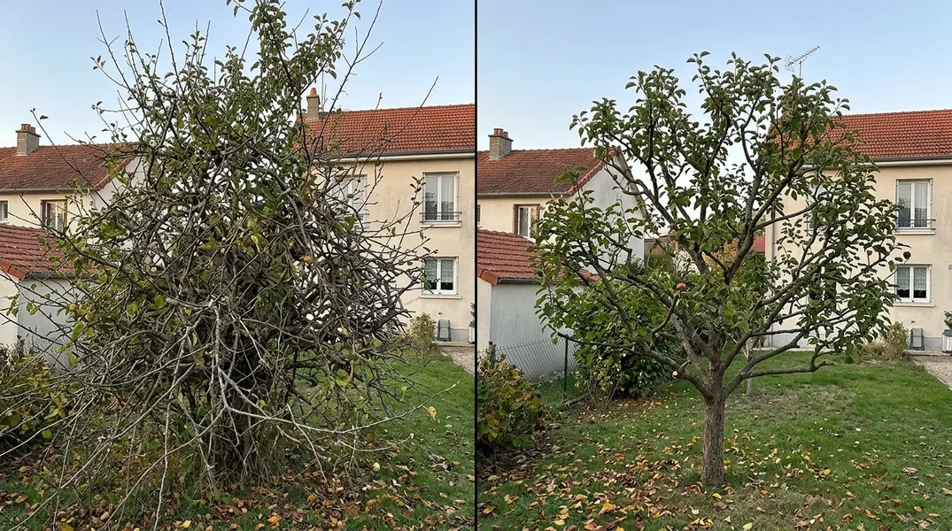 Comment élaguer un arbre dans un jardin clos de maison nantaise ou en copropriété à Nantes ?